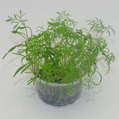 Microgreens de Eneldo (Dakota) en Maceta Viva | Microvegetales con Aroma Intenso y Frescos, Siempre Listos para Cortar