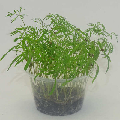 Microgreens de Eneldo (Dakota) en Maceta Viva | Microvegetales con Aroma Intenso y Frescos, Siempre Listos para Cortar