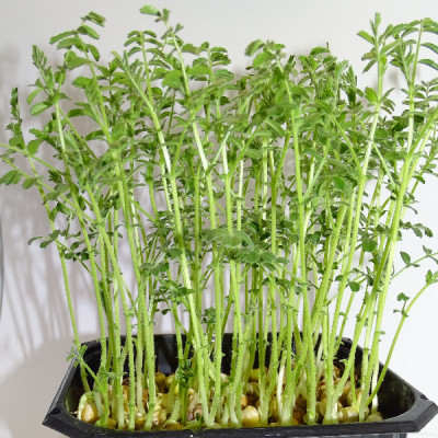 🌱 Microplanta de garbanzo fresca