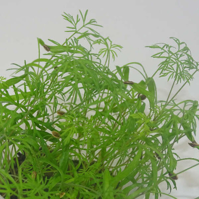 Microgreens de Eneldo (Dakota) en Maceta Viva | Microvegetales con Aroma Intenso y Frescos, Siempre Listos para Cortar