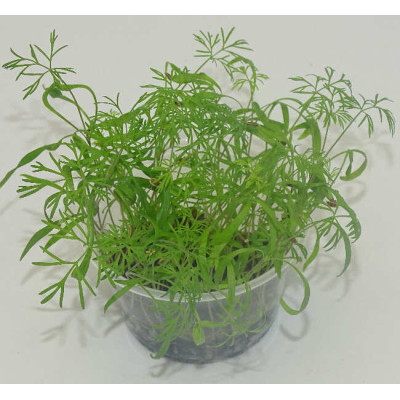 Microgreens de Eneldo (Dakota) en Maceta Viva | Microvegetales con Aroma Intenso y Frescos, Siempre Listos para Cortar