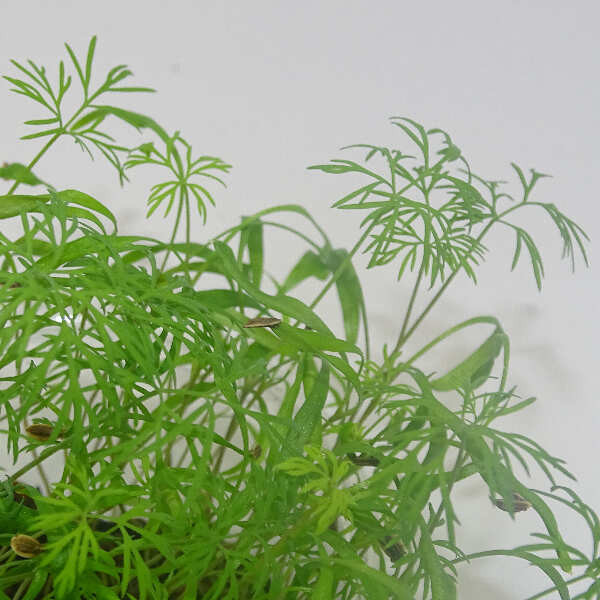 Microgreens de Eneldo (Dakota) en Blíster Cortado | Microvegetales con Aroma Intenso y Notas Anisadas, Listos para Consumir