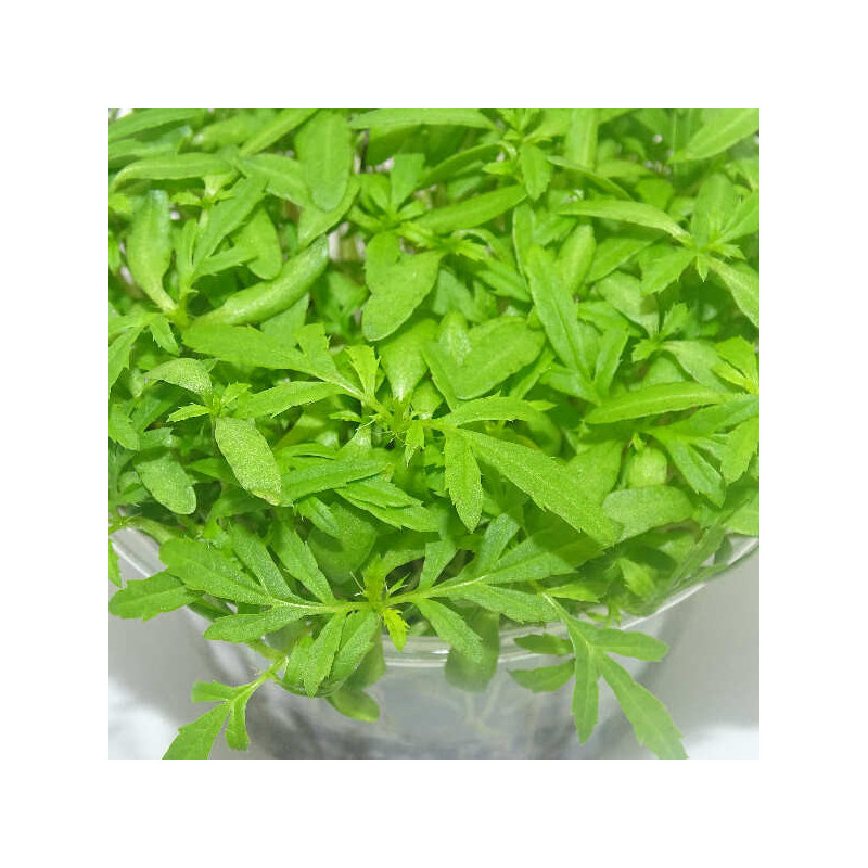 Microgreens de Tagetes Peruano (Huacatay) en Blíster Cortado | Toque Andino, Frescura Natural y Uso Directo