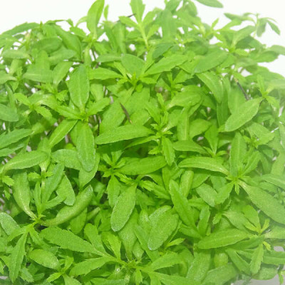 Microgreens de Tagetes Peruano (Huacatay) en Blíster Cortado | Toque Andino, Frescura Natural y Uso Directo