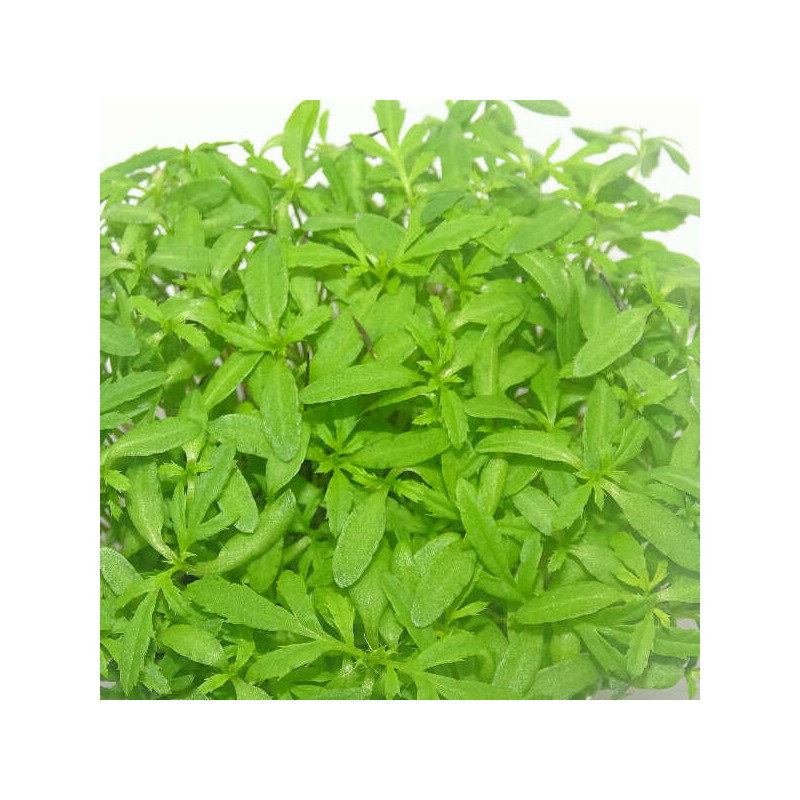 Microgreens de Tagetes Peruano (Huacatay) en Blíster Cortado | Toque Andino, Frescura Natural y Uso Directo