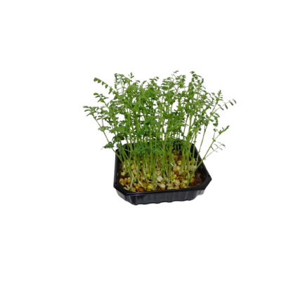 🌱 Microplanta de garbanzo fresca en Maceta