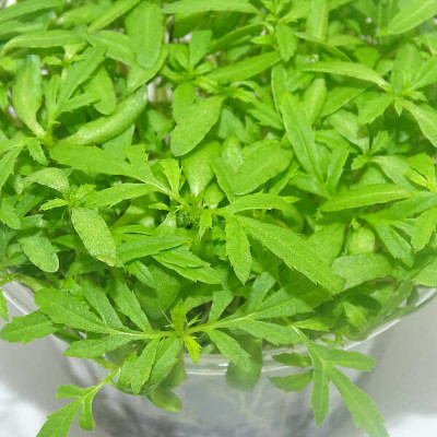 Microgreens de Tagetes Peruano (Huacatay) en Maceta Viva | Toque Exótico y Corte Directo