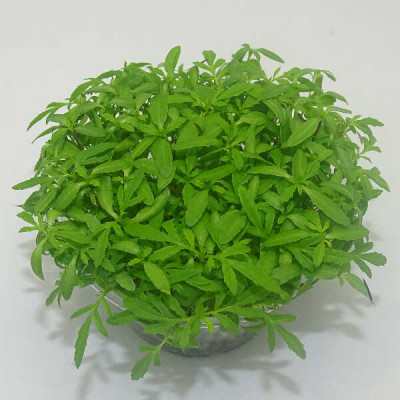 Microgreens de Tagetes Peruano (Huacatay) en Maceta Viva | Toque Exótico y Corte Directo