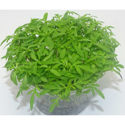 Microgreens de Tagetes Peruano (Huacatay) en Maceta Viva | Toque Exótico y Corte Directo