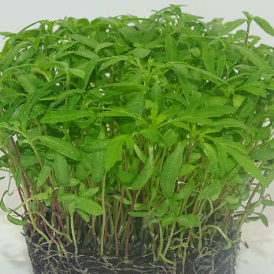 Microgreens de Tagetes Peruano (Huacatay) en Maceta Viva | Toque Exótico y Corte Directo