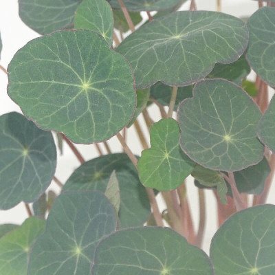 Microgreens de Capuchina Emperatriz India Oscura en Maceta Viva | Toque Picante, Estética Oscura y Acabado Gourmet