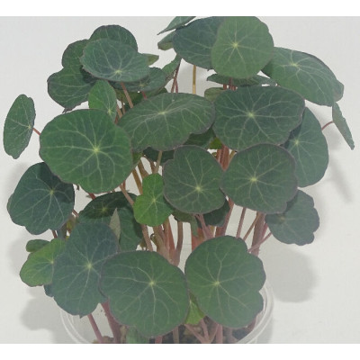 Microgreens de Capuchina Emperatriz India Oscura en Maceta Viva | Toque Picante, Estética Oscura y Acabado Gourmet