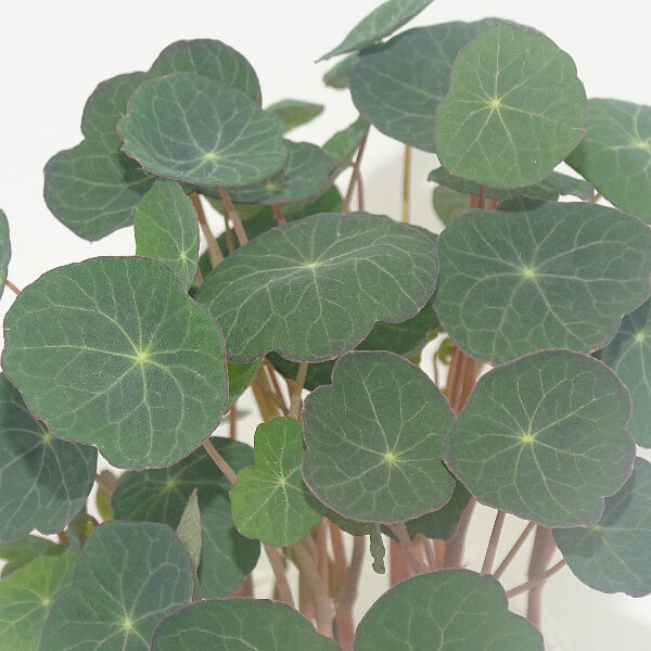 Microgreens de Capuchina Emperatriz India Oscura en Maceta Viva | Toque Picante, Estética Oscura y Acabado Gourmet