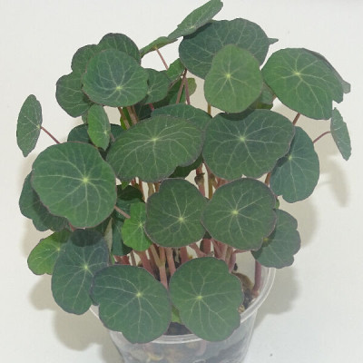 Microgreens de Capuchina Emperatriz India Oscura en Maceta Viva | Toque Picante, Estética Oscura y Acabado Gourmet