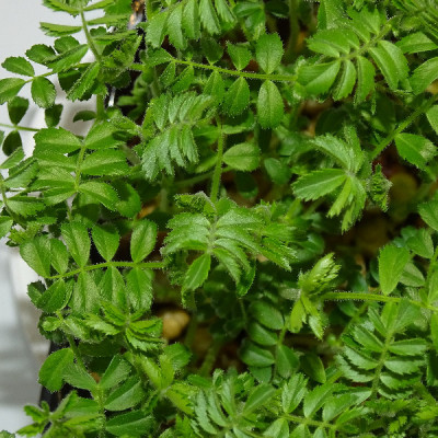 🌱 Microplanta de garbanzo fresca en Maceta