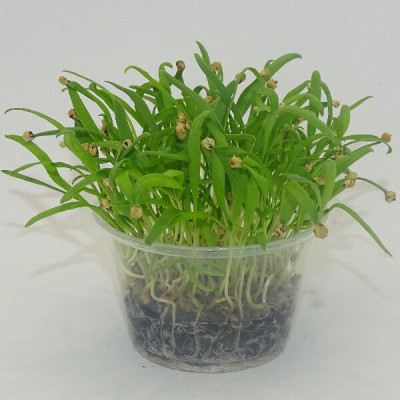 Microgreens de Espinaca en Maceta Viva | Microvegetales Frescos, Ricos en Nutrientes y Siempre Listos para Cortar