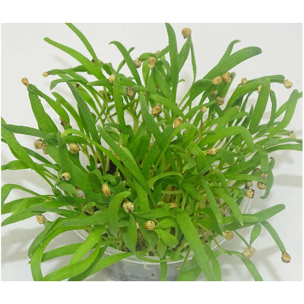 Microgreens de Espinaca en Maceta Viva | Microvegetales Frescos, Ricos en Nutrientes y Siempre Listos para Cortar