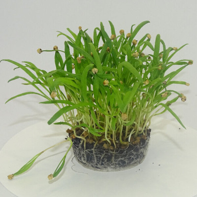 Microgreens de Espinaca en Maceta Viva | Microvegetales Frescos, Ricos en Nutrientes y Siempre Listos para Cortar