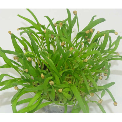 Microgreens de Espinaca en Blíster Cortado | Microvegetales Frescos, Suaves y Ricos en Nutrientes