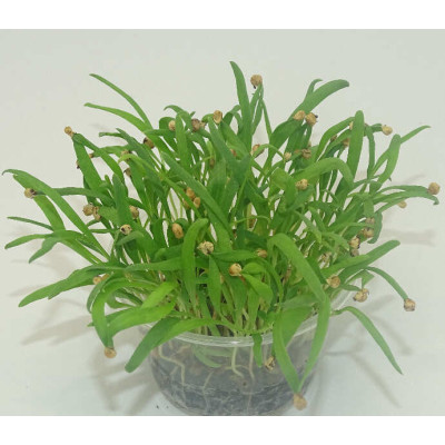 Microgreens de Espinaca en Blíster Cortado | Microvegetales Frescos, Suaves y Ricos en Nutrientes