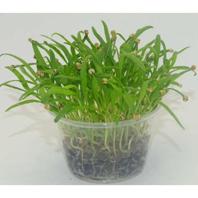 Microgreens de Espinaca en Blíster Cortado | Microvegetales Frescos, Suaves y Ricos en Nutrientes