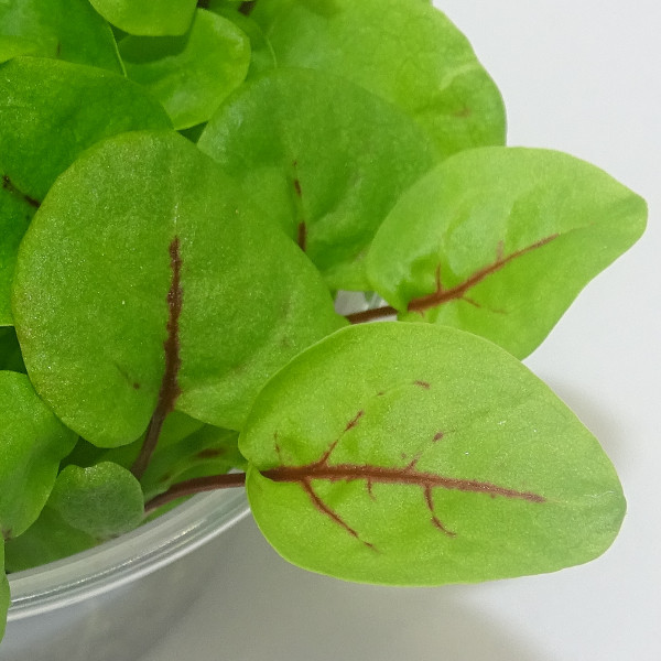 Microgreens de Acedera Roja – Blister Cortado Fresco | Mikagreens