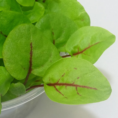 Microgreens de Acedera Roja – Sabor Cítrico Gourmet en Maceta Viva | Mikagreens