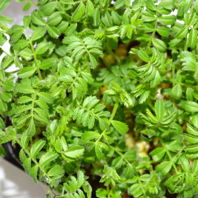 🌱 Microplanta de garbanzo fresca en Maceta