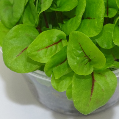 Microgreens de Acedera Roja – Sabor Cítrico Gourmet en Maceta Viva | Mikagreens