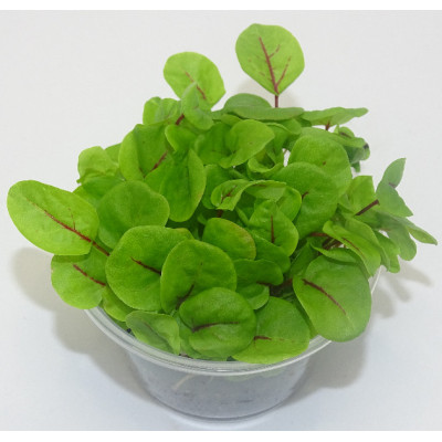 Microgreens de Acedera Roja – Sabor Cítrico Gourmet en Maceta Viva | Mikagreens