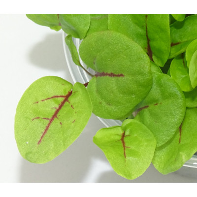 Microgreens de Acedera Roja – Sabor Cítrico Gourmet en Maceta Viva | Mikagreens