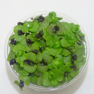 Microgreens de Albahaca Roja (Dark Opal) en Blíster | Microvegetales Frescos, Aromáticos y Listos para Consumir