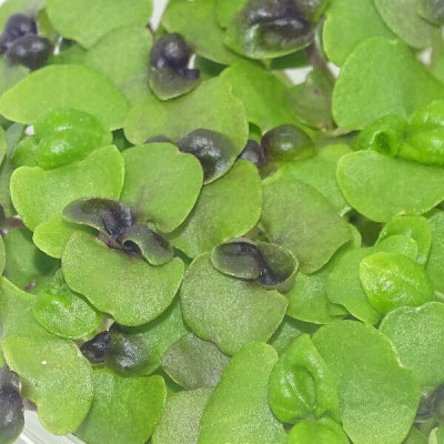 Microgreens de Albahaca Roja (Dark Opal) en Maceta Viva | Microvegetales Aromáticos y Frescos