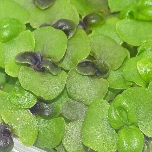 Microgreens de Albahaca Roja (Dark Opal) en Maceta Viva | Microvegetales Aromáticos y Frescos