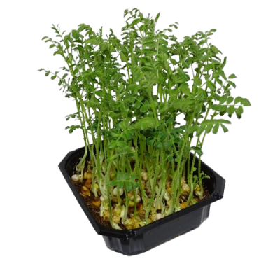 🌱 Microplanta de garbanzo fresca en Maceta