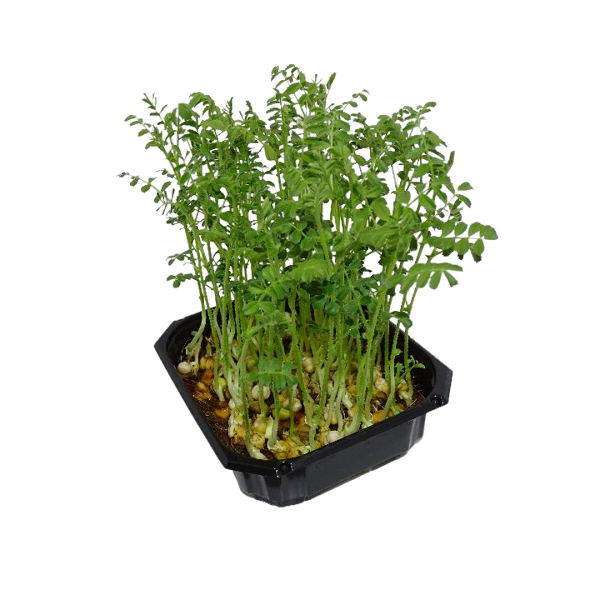 Maceta microplanta de Garbanzo Mikagreens