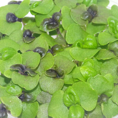 Microgreens de Albahaca Roja (Dark Opal) en Maceta Viva | Microvegetales Aromáticos y Frescos