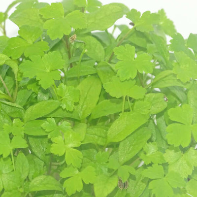 Microgreens de Perejil Rizado en Blíster Cortado | Más Intenso, Fino y Aromático que el Perejil Tradicional