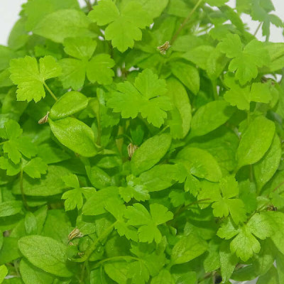 Microgreens de Perejil Rizado en Blíster Cortado | Más Intenso, Fino y Aromático que el Perejil Tradicional