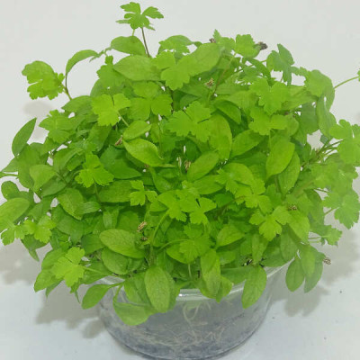 Microgreens de Perejil Rizado en Maceta Viva | Más Intenso, Fino y Aromático que el Perejil Tradicional