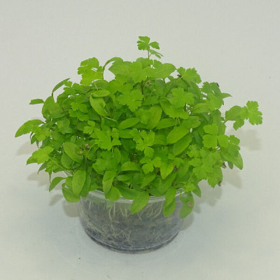 Microgreens de Perejil Rizado en Maceta Viva | Más Intenso, Fino y Aromático que el Perejil Tradicional