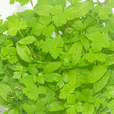 Microgreens de Perejil Rizado en Maceta Viva | Más Intenso, Fino y Aromático que el Perejil Tradicional