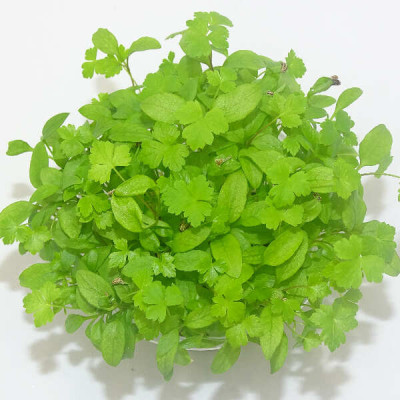 Microgreens de Perejil Rizado en Maceta Viva | Más Intenso, Fino y Aromático que el Perejil Tradicional