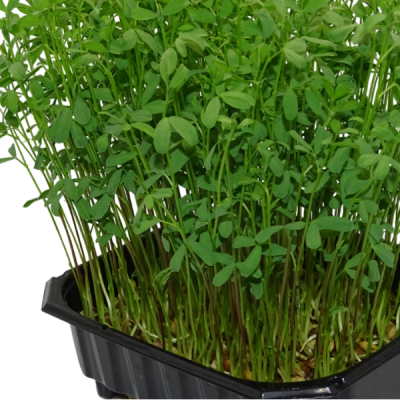 Maceta microplanta Lenteja Rosa – Color Natural & Hierro Biodisponible