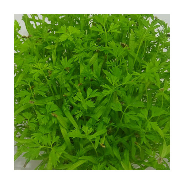 Microgreens de Zanahoria (Falla) en Blíster Cortado | Microvegetales con Aroma a Zanahoria Fresca y Listos para Consumir