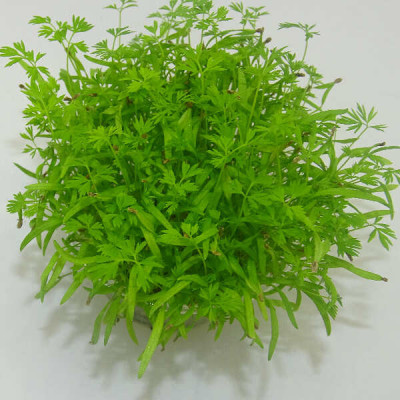 Microgreens de Zanahoria (Falla) en Blíster Cortado | Microvegetales con Aroma a Zanahoria Fresca y Listos para Consumir