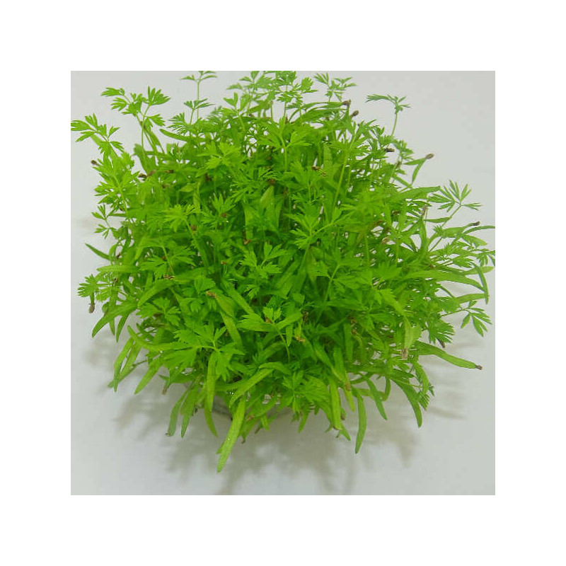 Microgreens de Zanahoria (Falla) en Blíster Cortado | Microvegetales con Aroma a Zanahoria Fresca y Listos para Consumir