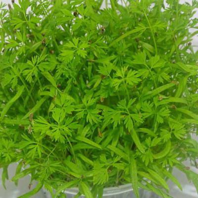 Microgreens de Zanahoria (Falla) en Blíster Cortado | Microvegetales con Aroma a Zanahoria Fresca y Listos para Consumir