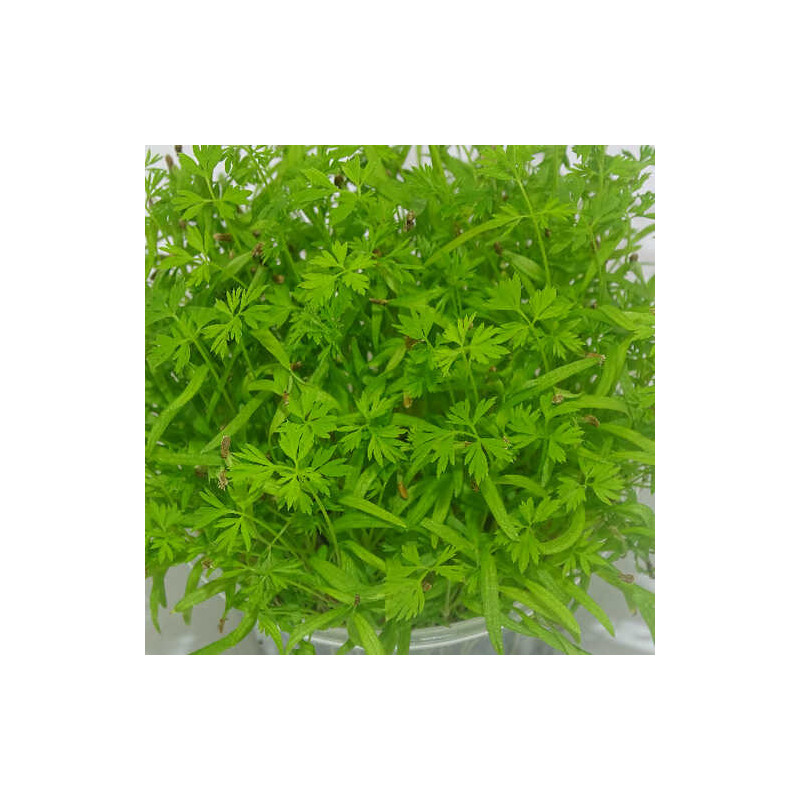 Microgreens de Zanahoria (Falla) en Blíster Cortado | Microvegetales con Aroma a Zanahoria Fresca y Listos para Consumir