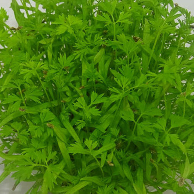Microgreens de Zanahoria (Falla) en Maceta Viva | Microvegetales con Sabor Dulce y Aroma a Zanahoria Fresca